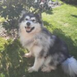 Dog folktail pet taxidermy