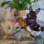 whimsy taxidermy rabbit cottagecore teacup UK