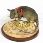 gambian rat traditional taxidermy UK