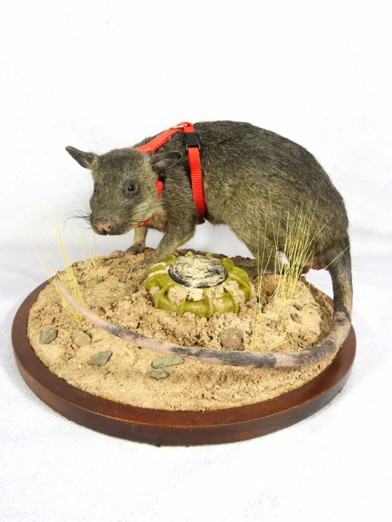 gambian rat traditional taxidermy UK