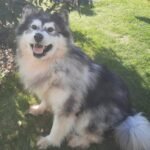 Large dog pet taxidermy memorial UK