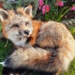 Fox traditional taxidermy UK