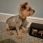 terrier Pet dog taxidermy memorial UK