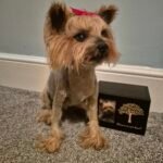 Yorkshire terrier Dog taxidermy memorial artwork UK