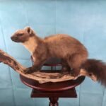 Pine Martin traditional taxidermy UK