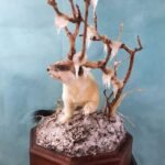 ermine stoat winter traditional taxidermy UK