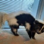 Skunk traditional taxidermy UK