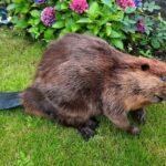 Beaver traditional taxidermy UK