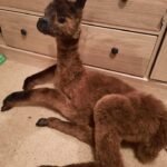 Alpaca traditional taxidermy UK
