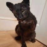 Cat Taxidermy Realistic cat taxidermy memorial showing a natural posture