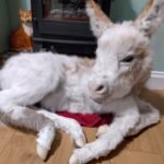 donkey traditional taxidermy UK