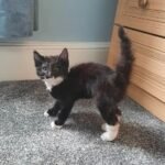 Cat Taxidermy Ethically preserved pet cat displayed in a gentle, lifelike pose