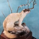 ermine stoat winter traditional taxidermy UK
