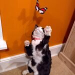 Cat Taxidermy Pet cat memorial preserved using ethical taxidermy techniques