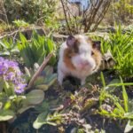 Pet guinea pig Handcrafted small animal taxidermy memorial created in the UK