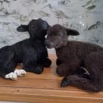Lamb traditional taxidermy UK