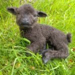 Lamb traditional taxidermy UK