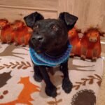 terrier Dog taxidermy memorial artwork UK