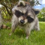 racoon traditional taxidermy UK