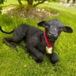 Cow traditional taxidermy UK