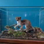 weasel traditional taxidermy UK