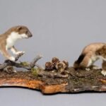 Stoat traditional taxidermy UK