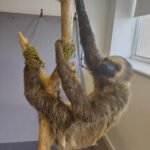 Sloth traditional taxidermy UK