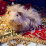 Guinea Pig Small pet taxidermy memorial created using ethical preservation methods