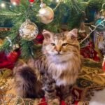 Cat Taxidermy siberian Domestic cat preserved respectfully as a personal pet memorial