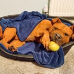 Bespoke dog memorial preserved using ethical taxidermy methods in the UK