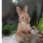 rabbit traditional taxidermy UK