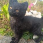 Cat Taxidermy Bespoke cat memorial preserved using ethical taxidermy methods in the UK