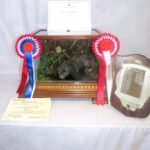 Mink traditional taxidermy UK