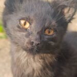 Cat Taxidermy Domestic cat memorial preserved with attention to natural expression