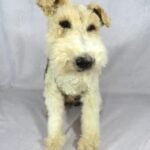 terrier Dog taxidermy memorial artwork UK