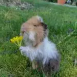 Custom small pet taxidermy memorial piece