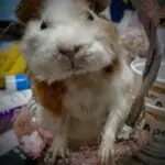 Ethical small animal preservation for pet remembrance