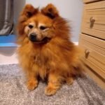 Handcrafted pet dog taxidermy memorial made in the UK