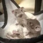 Bespoke rat memorial created through ethical taxidermy