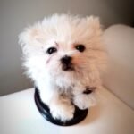 Handcrafted dog taxidermy memorial created with care and compassion