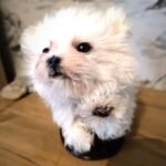 Custom dog memorial piece created through ethical preservation