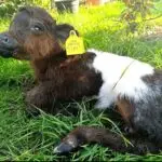 Cow Ethical preservation of a small companion animal for memorial display