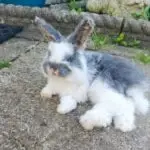 Rabbit memorial preserved respectfully through ethical taxidermy