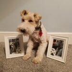 Pet Memorials Dog folktail pet taxidermy