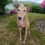 Dog taxidermy memorial capturing the character of a beloved pet