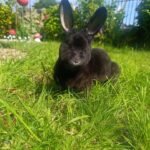 Ethical rabbit taxidermy memorial preserved in a natural resting pose