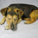 Domestic dog memorial preserved with attention to expression and form