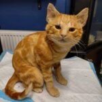 Cat Taxidermy Memorial cat taxidermy piece created to honour a companion animal