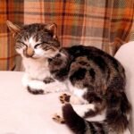 Tabby cat pet taxidermy memorial UK