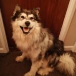 Alaskan Malamute pet taxidermy memorial UK